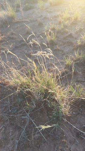 burrograss