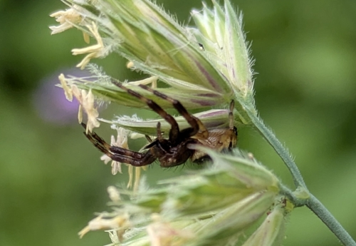 Napoleon Spider