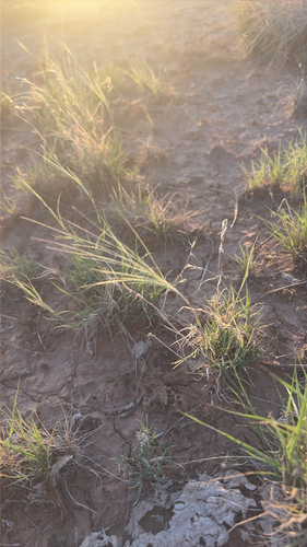 burrograss