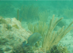 Acanthurus chirurgus