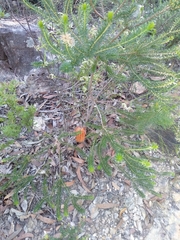 Banksia ericifolia