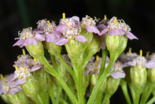 Achillea millefolium