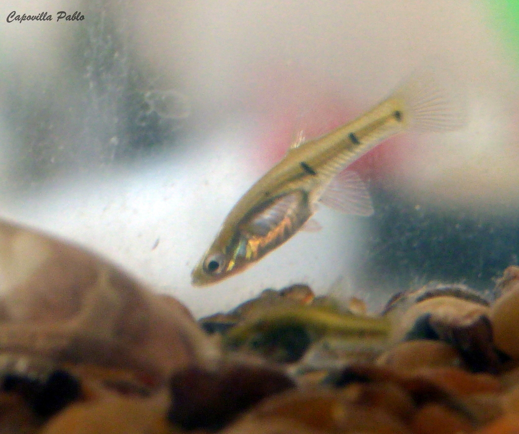 Live-Bearing Killifish