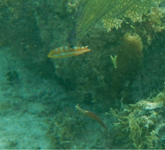 Halichoeres radiatus