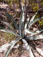 Agave aurea