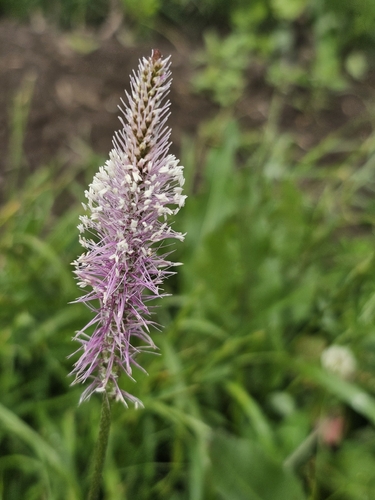 Hoary Plantain