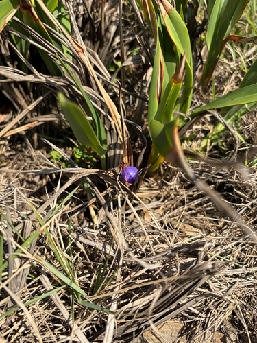 Dianella congesta, 2026-06-07