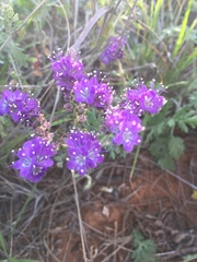 Phacelia popei
