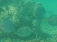 Acanthurus chirurgus