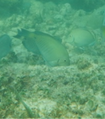 Acanthurus chirurgus