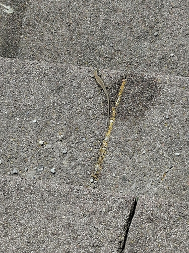 Common Wall Lizard