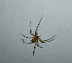 Cithaeron praedonius