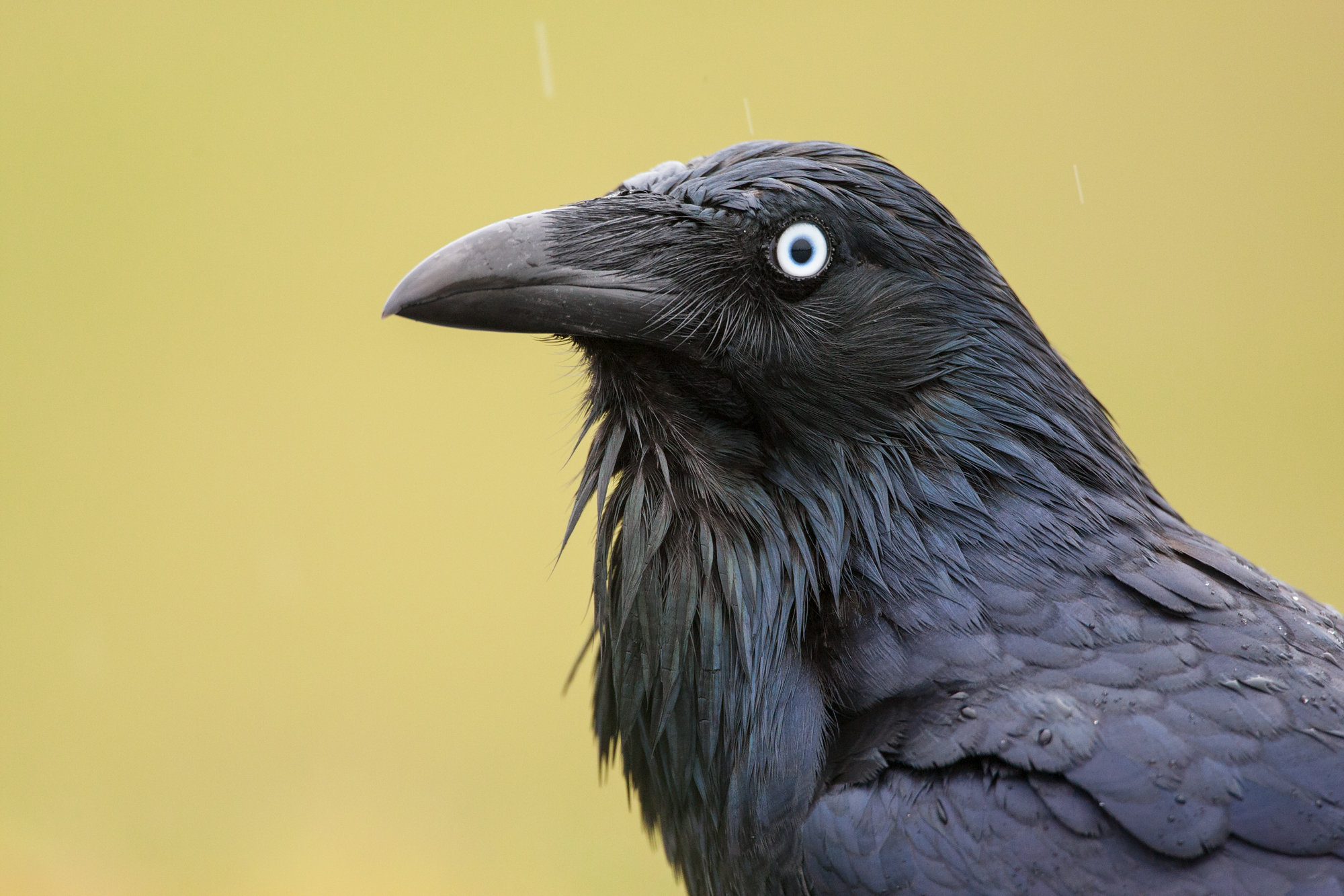 Crows: Everything you need to know about the whole corvid family