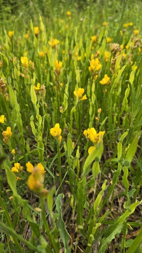 Winged Broom