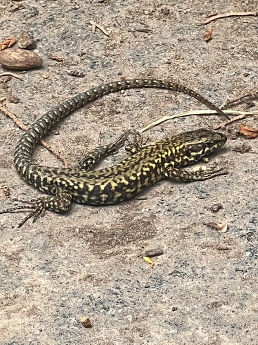 Common Wall Lizard