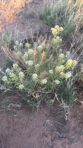 Mesa Pepperwort