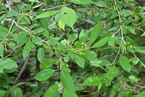 Rhamnus yoshinoi iNat (1)