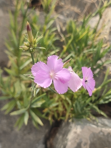 Dianthus rupicola