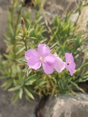 (c) Gianmaria Bonari, some rights reserved (CC BY) Dianthus rupicola, photograph (c) Gianmaria Bonari, some rights reserved (CC BY)