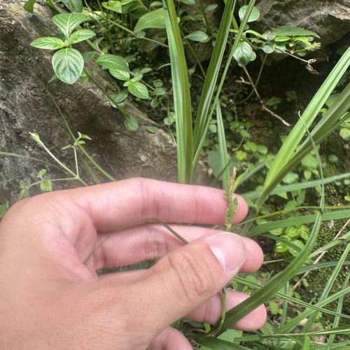 Carex ligulata iNat (2)