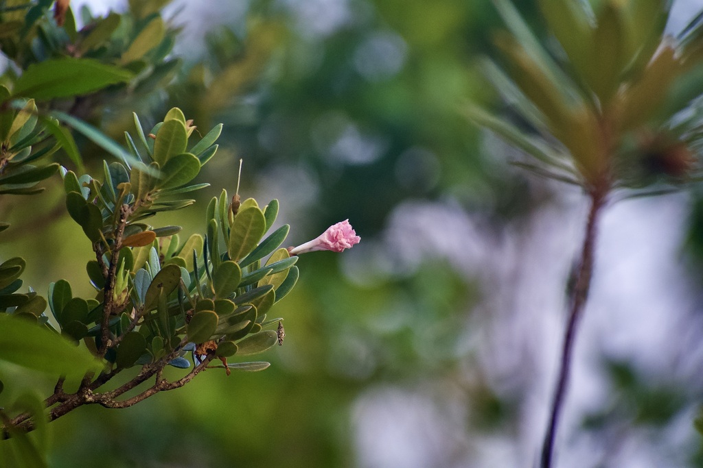 Tabebuia simplicifolia