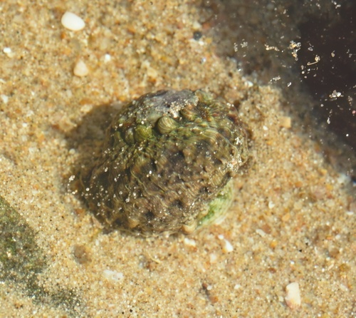 Lunella coronata observed 2026-06-06