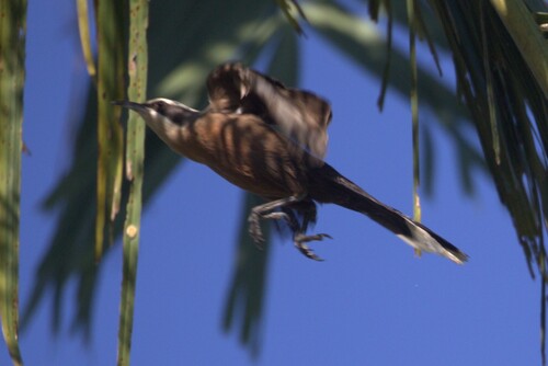Gray-crowned Babbler