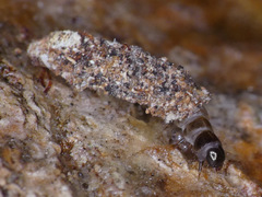 Dahlica triquetrella