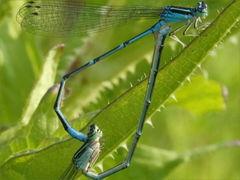 Enallagma exsulans