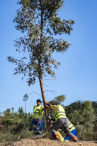 Eucalyptus cladocalyx