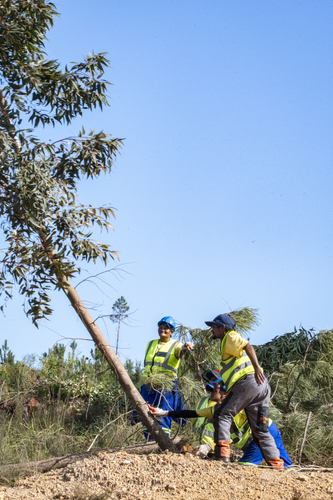 Eucalyptus cladocalyx