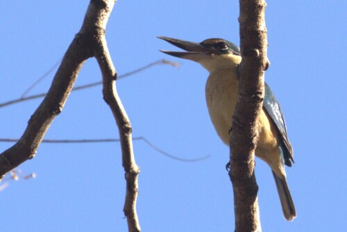 Sacred Kingfisher