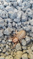 Eremobatinae