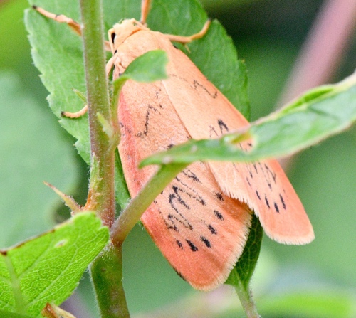 Rosy Footman