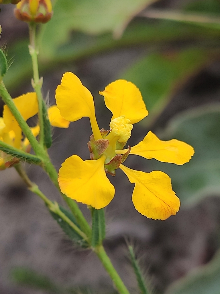 Camarea hirsuta