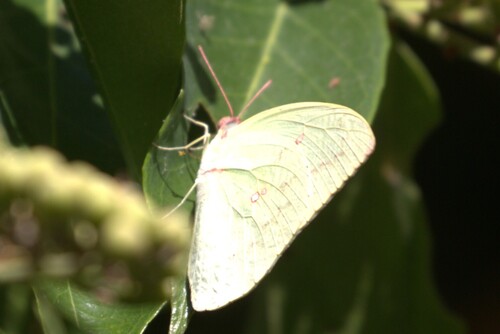 Lemon Migrant