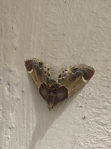 Meal moth