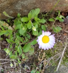 Astranthium ciliatum