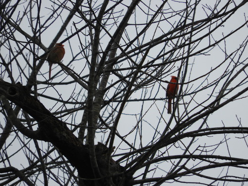 Northern Cardinal photographed in Delaware