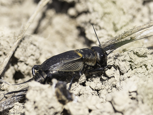 European Field Cricket