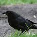 Cowbirds - Photo (c) Pablo Leautaud, some rights reserved (CC BY-NC)
