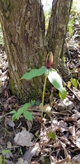 Trillium viridescens