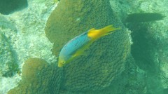 Bodianus rufus