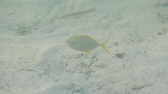 Caranx bartholomaei