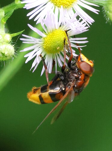 Hornet Mimic Hover Fly