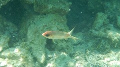 Holocentrus adscensionis