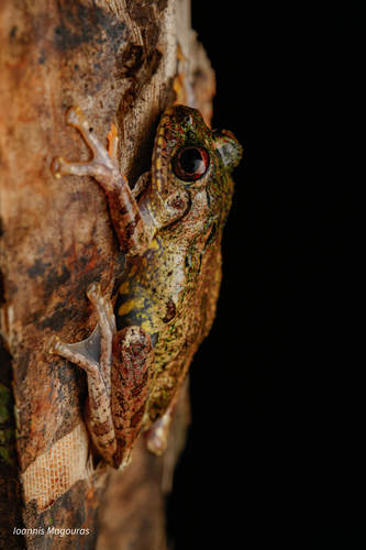 Warty Bright-eyed Frog, Boophis guibei