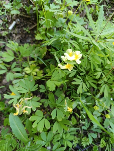 Corydalis bracteata, photograph 1