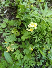 Corydalis bracteata