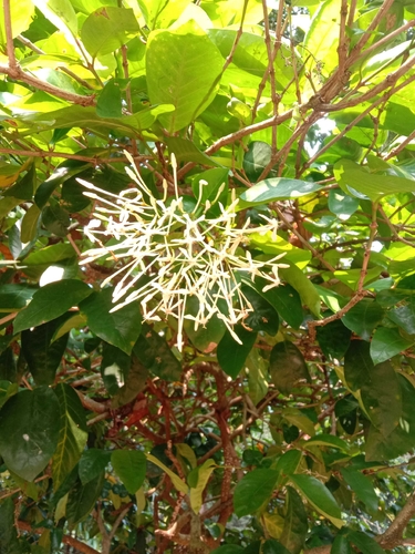 Ixora finlaysoniana observed 2026-06-04